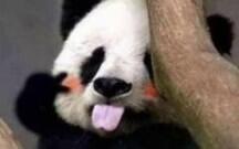 熊猫吃瓜萝卜南瓜视频下载,瓜、萝卜、南瓜大集合视频下载