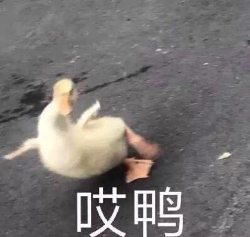 睡前沙雕吃瓜视频,揭秘娱乐圈那些不为人知的秘密