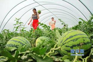 内乡吃瓜事件视频最新进展,真相逐步浮出水面